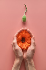 poppy flower and unopened poppy bud on a pink background. Abstract image of a human egg...