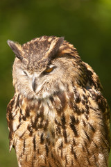 Beautiful Eurasian or European Eagle Owl closeup