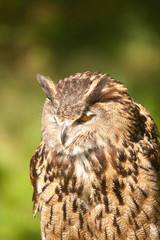 Beautiful Eurasian or European Eagle Owl closeup