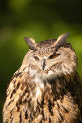 Beautiful Eurasian or European Eagle Owl closeup