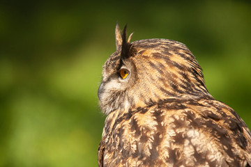 Beautiful Eurasian or European Eagle Owl closeup