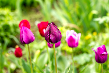 beautiful pink and purple tulips closed and half-open in drops of dew on a flower bed close-up