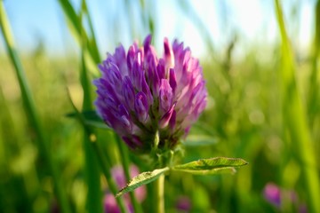 Violet flower in the meadow - Trifolium pratense