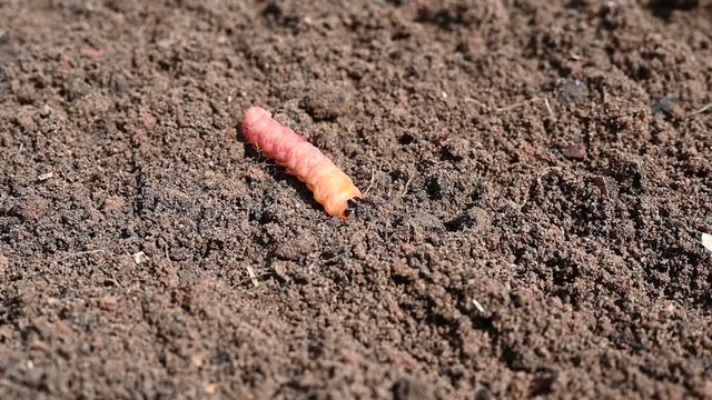 cossus cossus caterpillar of a wood worm odorous or willow insect pest is buried in the ground