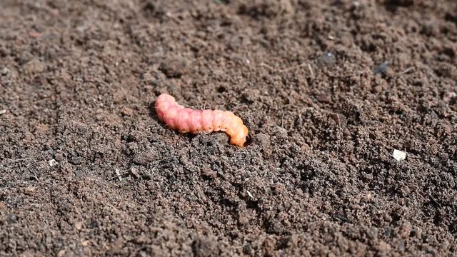 cossus cossus caterpillar of a wood worm odorous or willow insect pest is buried in the ground