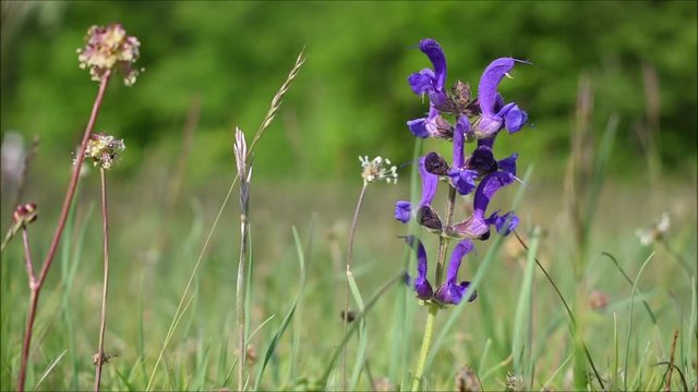 Wiesenblumen schwanken sanft auf Wiese, Seele baumeln lassen beim Urlaub daheim