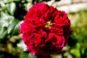 red rose in the garden