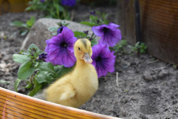 duckling on a background of flowers