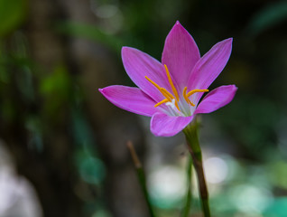 Lone Flower