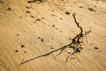 Natural sculpture in the mining sand