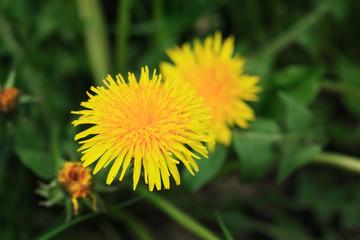 Yellow Dandelion Closeup