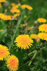 Yellow Dandelion Flowers