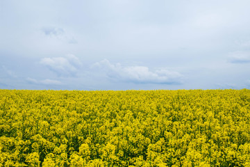 Yellow rapeseed field in Ukraine before the rain. Copy space.