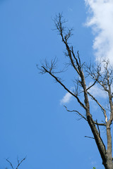 Lonely tall dry tree on sky background. Copy space. Minimalism. Vertical image.