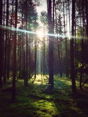 Scenic View Of Forest Against Bright Sun