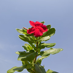 Bloomed red Madagascar periwinkle