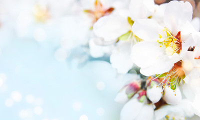 Spring background with flowering branches