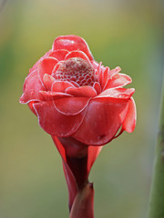 Blooming torch ginger flower, a species of wax flower