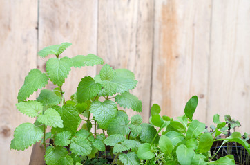 Green lemon balm leaves and arugula on a wooden background. The garden of the house on the...
