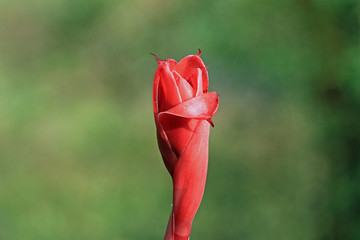 Bud of a torch ginger