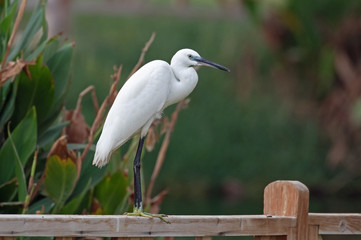 Little egret foraging at a lake in yanbu