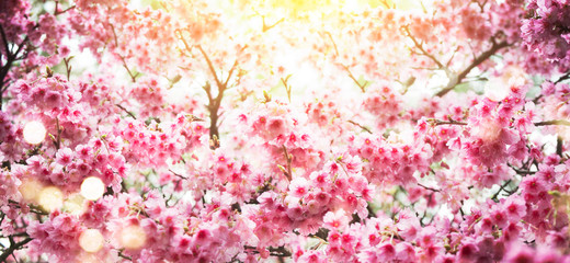 Obraz na płótnie Canvas Spring background with flowers