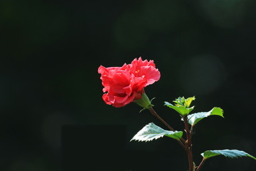 Blooming Chinese Hibiscus, also known as Chinese rose, rose mallow etc