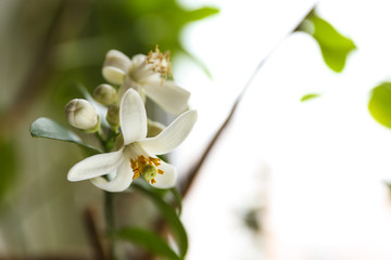 flowers on a branch of a home lemon tree