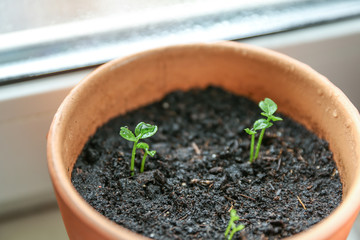 sprouted mandarin tree in a pot on the windowsill