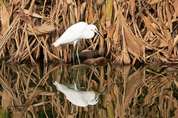 Little egret foraging at a lake in yanbu