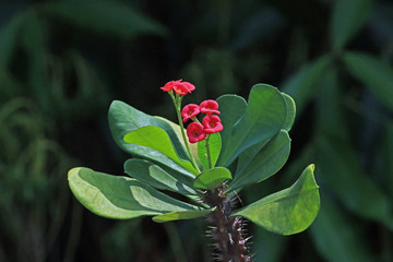 Crown of thorns, a species of Spurges, also known as Christ plant, Christ thorn etc.