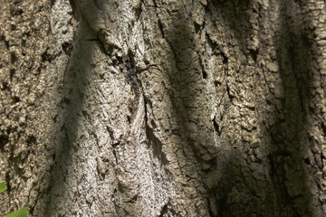 tree bark texture
