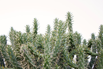 CACTUS GROWING IN THE DESERT