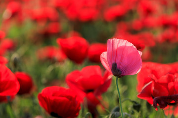 Obraz premium Pink poppies at sunset in the field