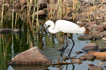 Little egret foraging at a lake in yanbu
