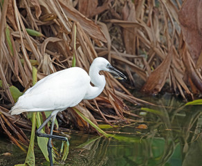 Little egret foraging at a lake in yanbu