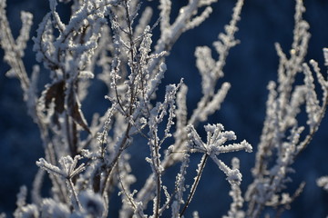 frost covered branches