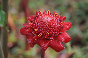 Fully bloomed torch ginger, a species of wax flower