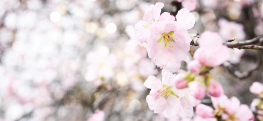 Fototapeta na wymiar Spring background with flowers