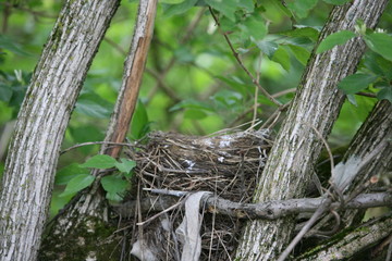 A Bird's Nest In A Tree