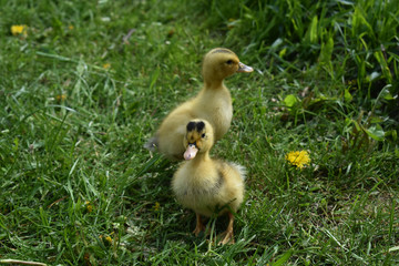 ducklings walk on the grass