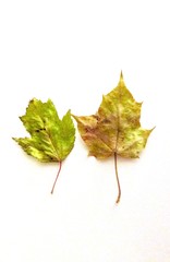 Two small autumn leaves on white.