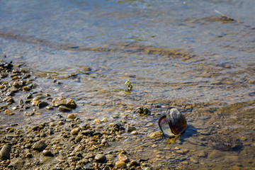 The thick shelled river mussel in the Morava river