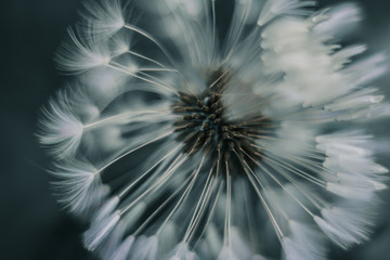 macrophoto of the dandelion seeds