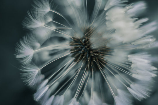 Macrophoto Of The Dandelion Seeds