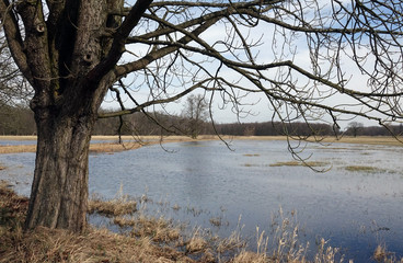 Mönchbruch
