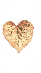 delicate heart shaped rose colored leaf on white 