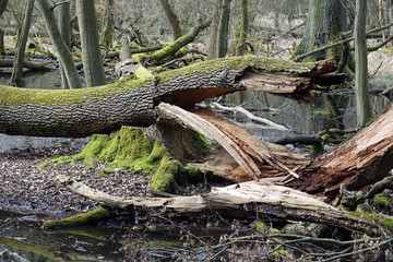 Urwald am Mönchbruch