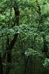 Moody green leaves in deep forest