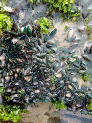 family molusca sea shell